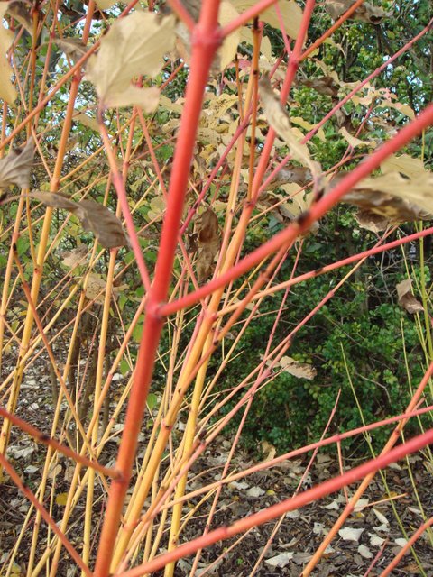 Cornus sanguinea 'Winter Flame' rameau